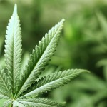 Cannabis